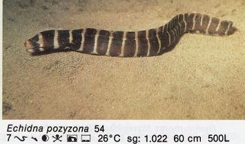 Echidna pozyzona
